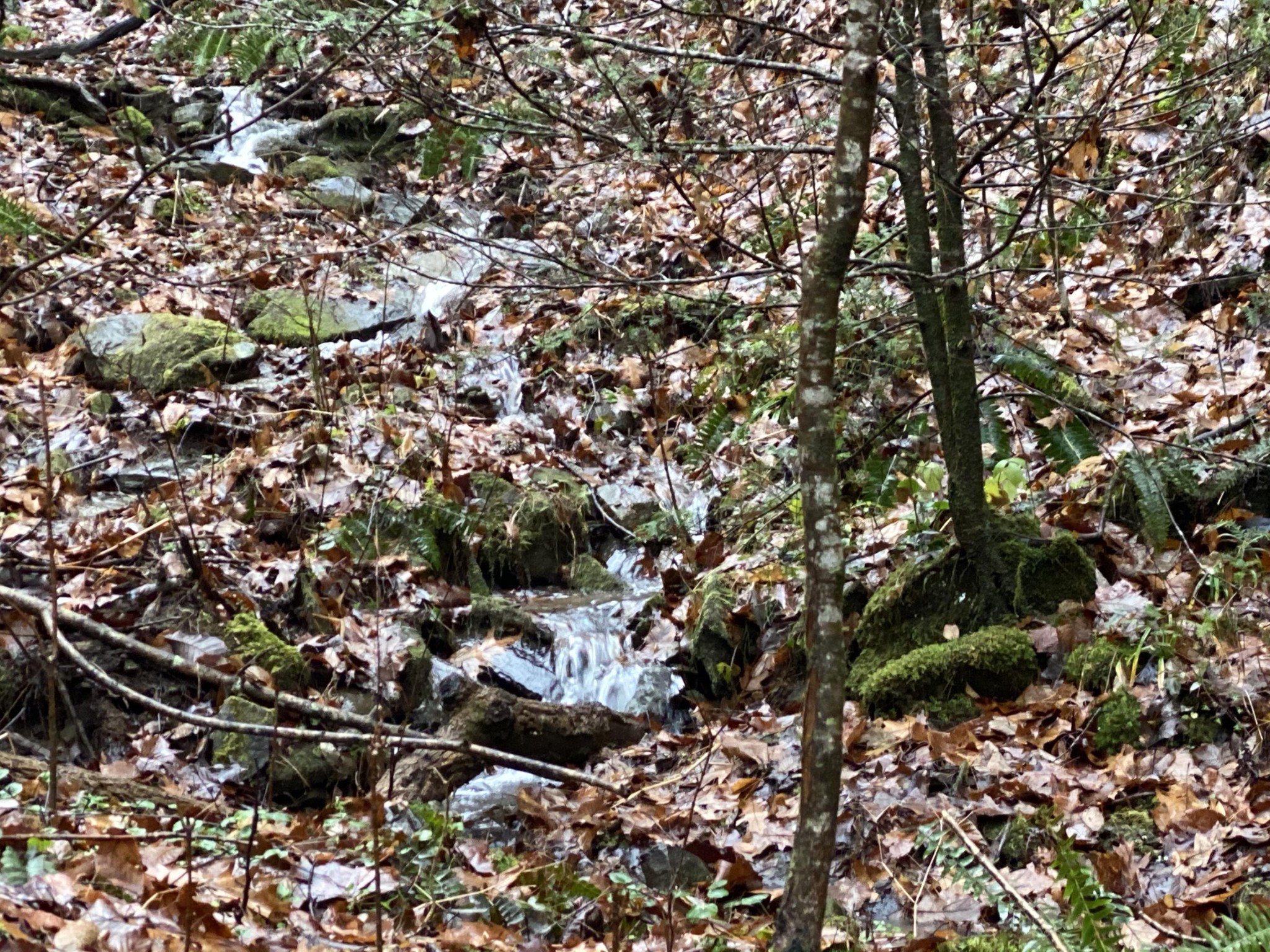 0 Bug Branch Road Del Rio, TN 37727 - Photo 18 of 20