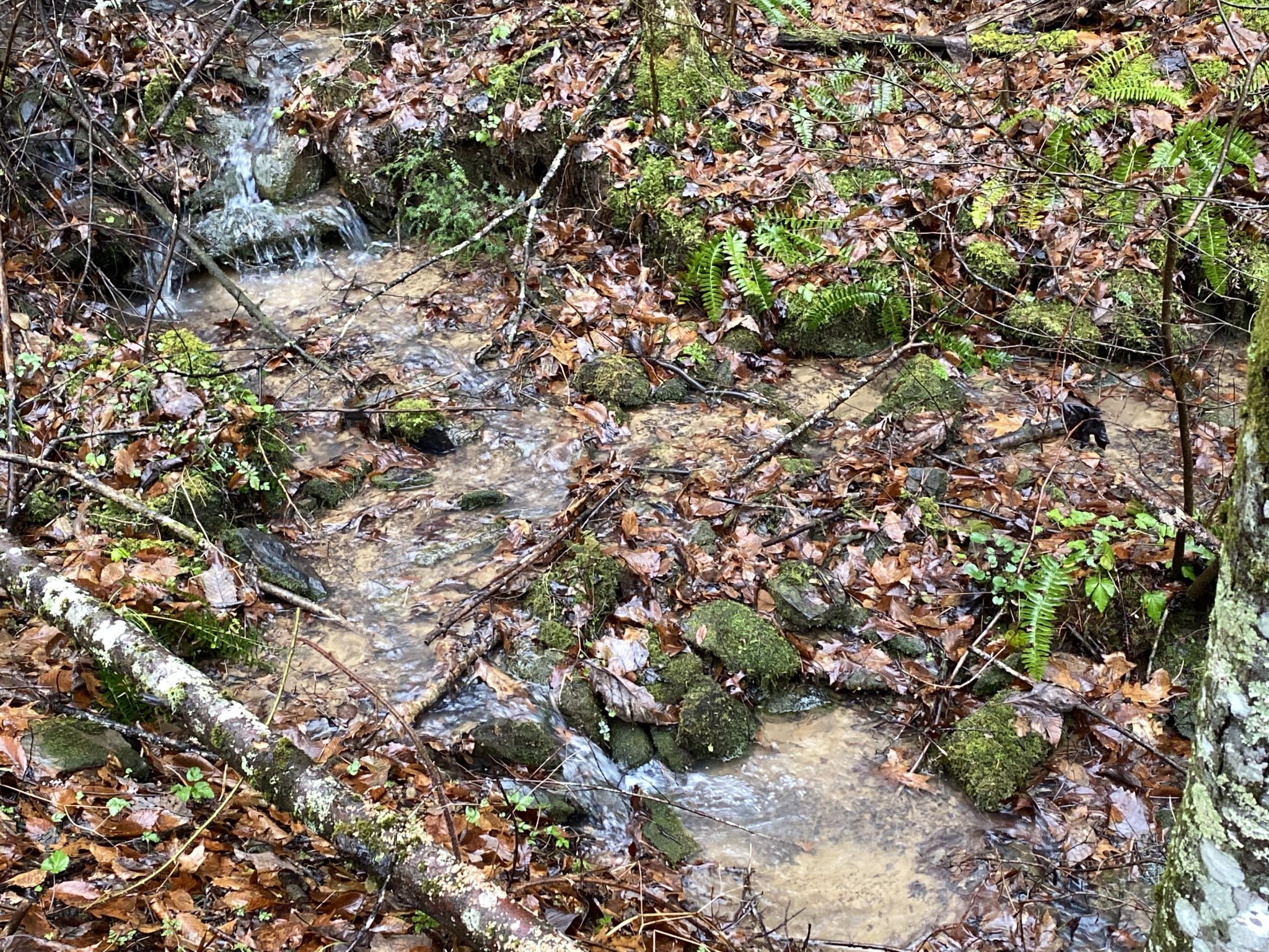 0 Bug Branch Road Del Rio, TN 37727 - Photo 19 of 20