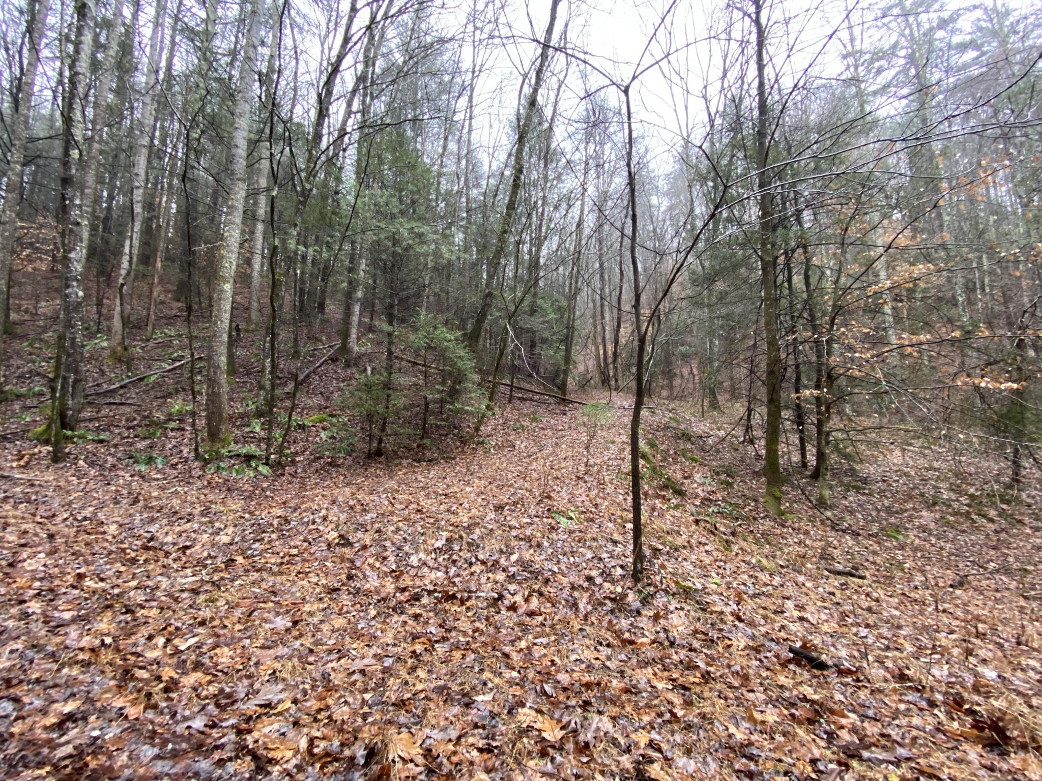 0 Bug Branch Road Del Rio, TN 37727 - Photo 5 of 20