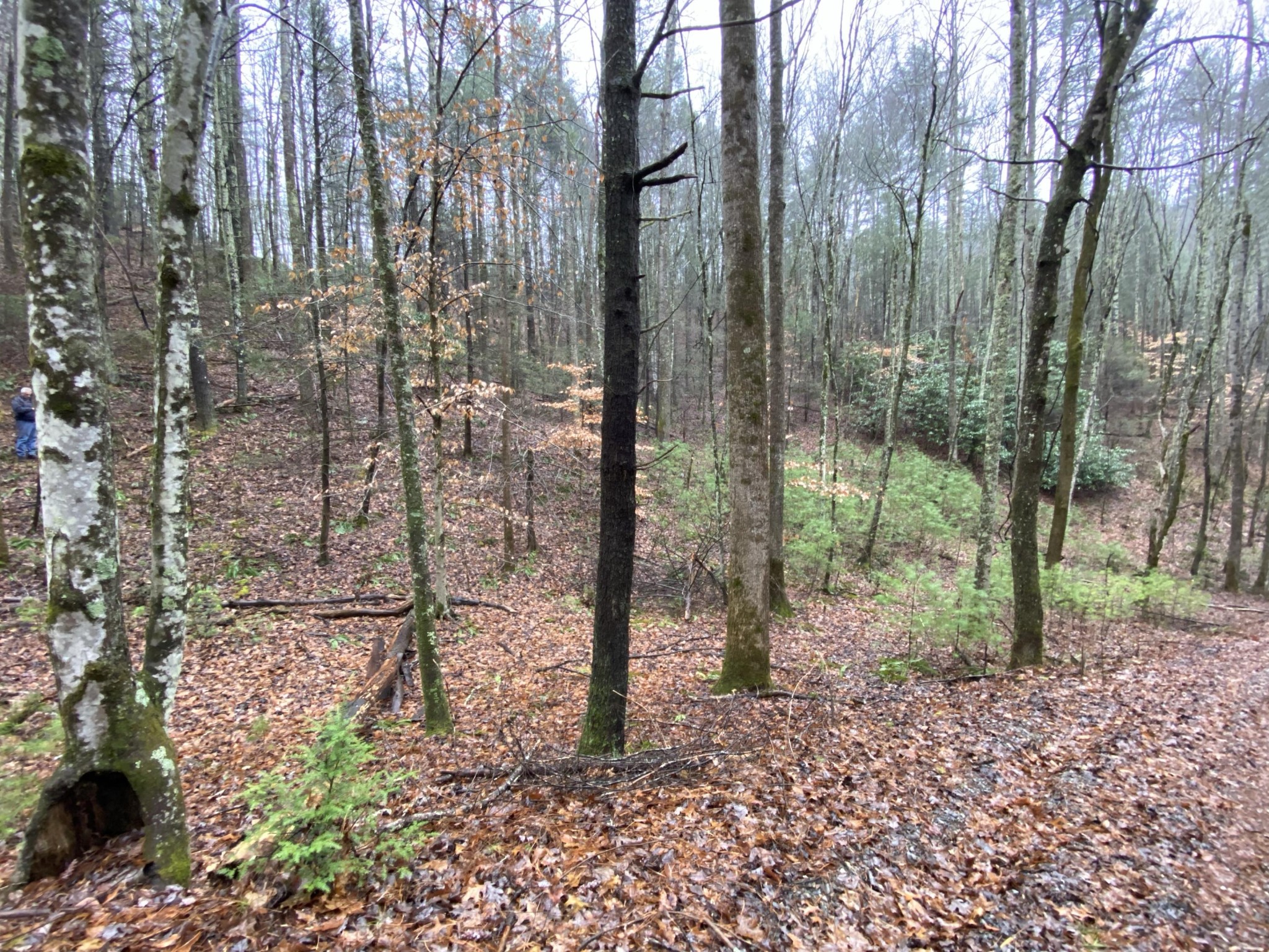 0 Bug Branch Road Del Rio, TN 37727 - Photo 7 of 20