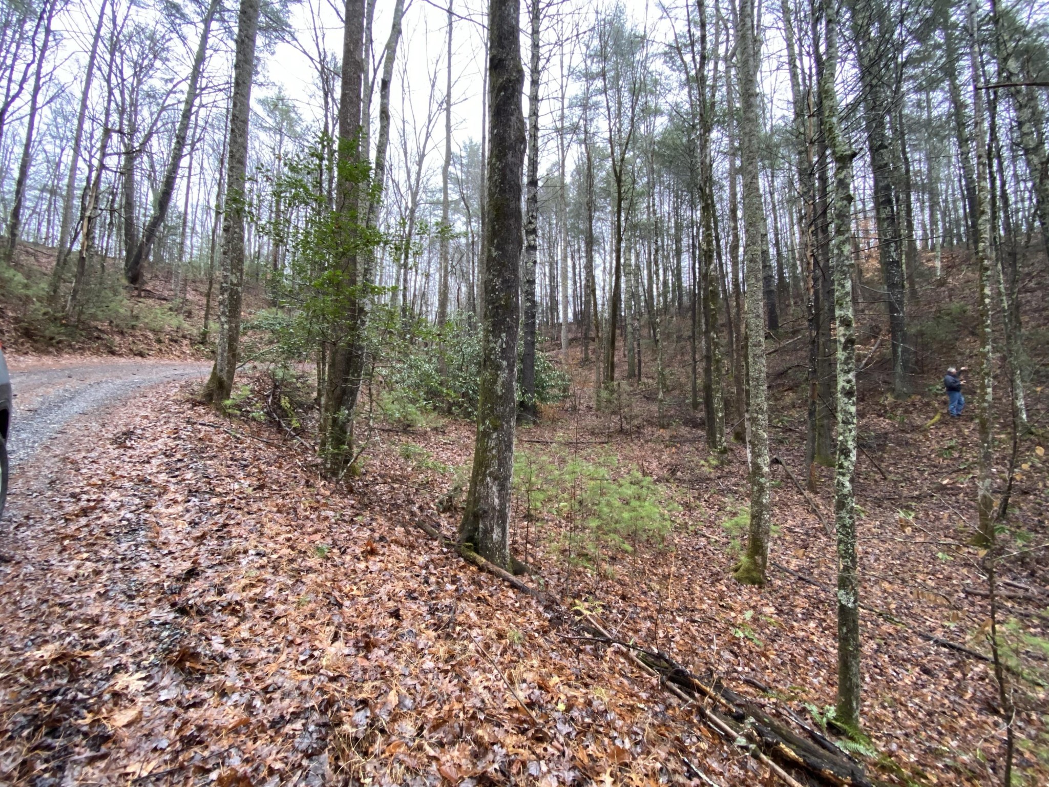 0 Bug Branch Road Del Rio, TN 37727 - Photo 8 of 20