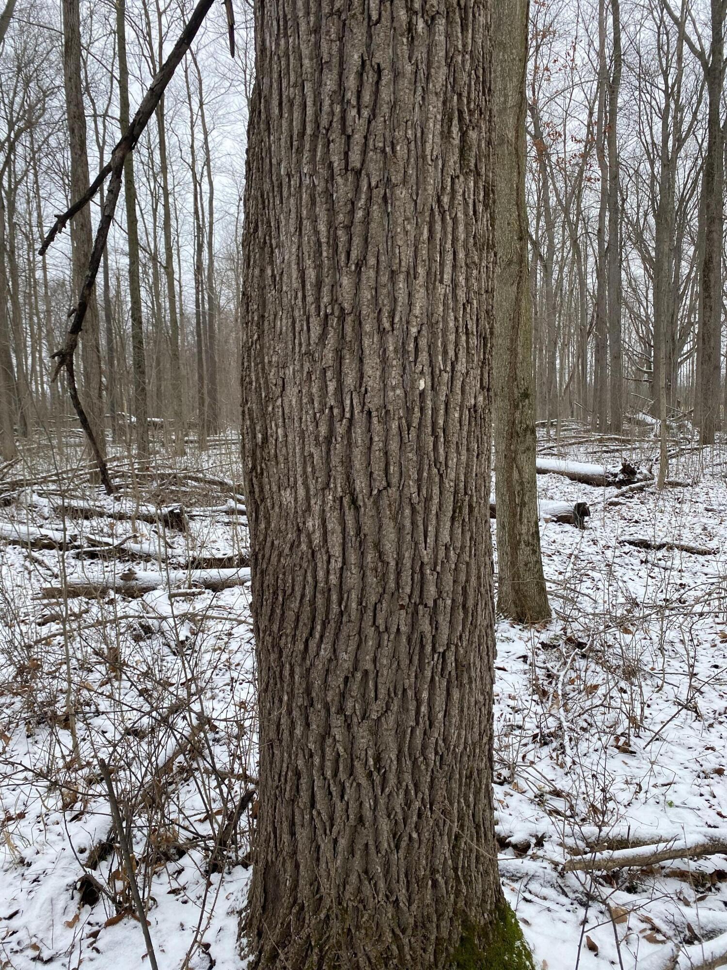 West Copeland Road, Unit 2 Bronson, MI 49028 - Photo 1 of 10 IMG_3387