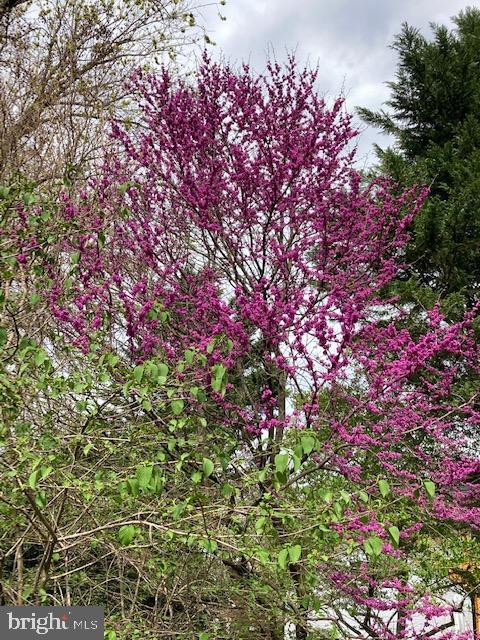 5518 Uppingham Street Chevy Chase, MD 20815 - Photo 43 of 50 Blooming Redbud