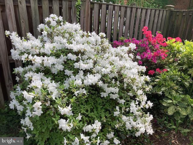 5518 Uppingham Street Chevy Chase, MD 20815 - Photo 44 of 50 Amazing Azaleas
