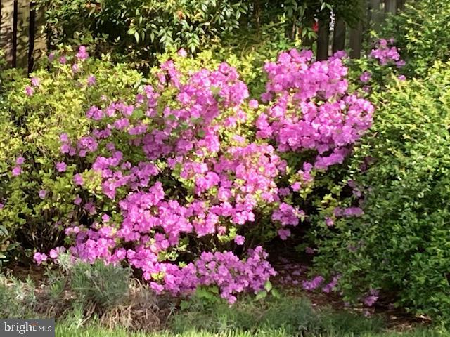 5518 Uppingham Street Chevy Chase, MD 20815 - Photo 45 of 50 Colofrul Azaleas