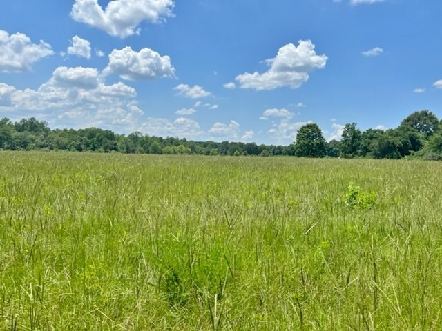 152 Harveytown Road Tylertown, MS 39667 - Photo 13 of 17 Photo 13