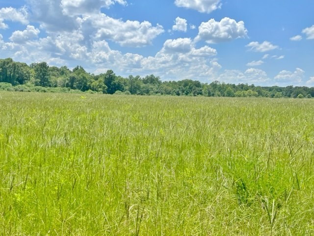 152 Harveytown Road Tylertown, MS 39667 - Photo 14 of 17 Photo 14
