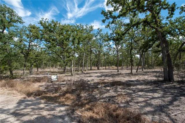 a view of a forest with trees
