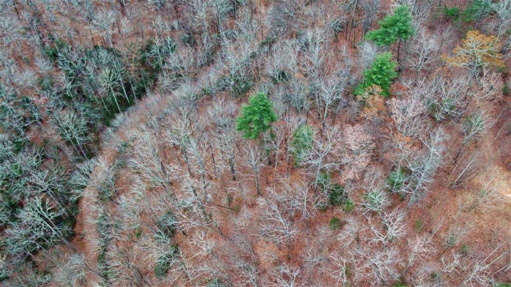 333 Favor Rabun Gap, GA 30568 - Photo 12 of 97