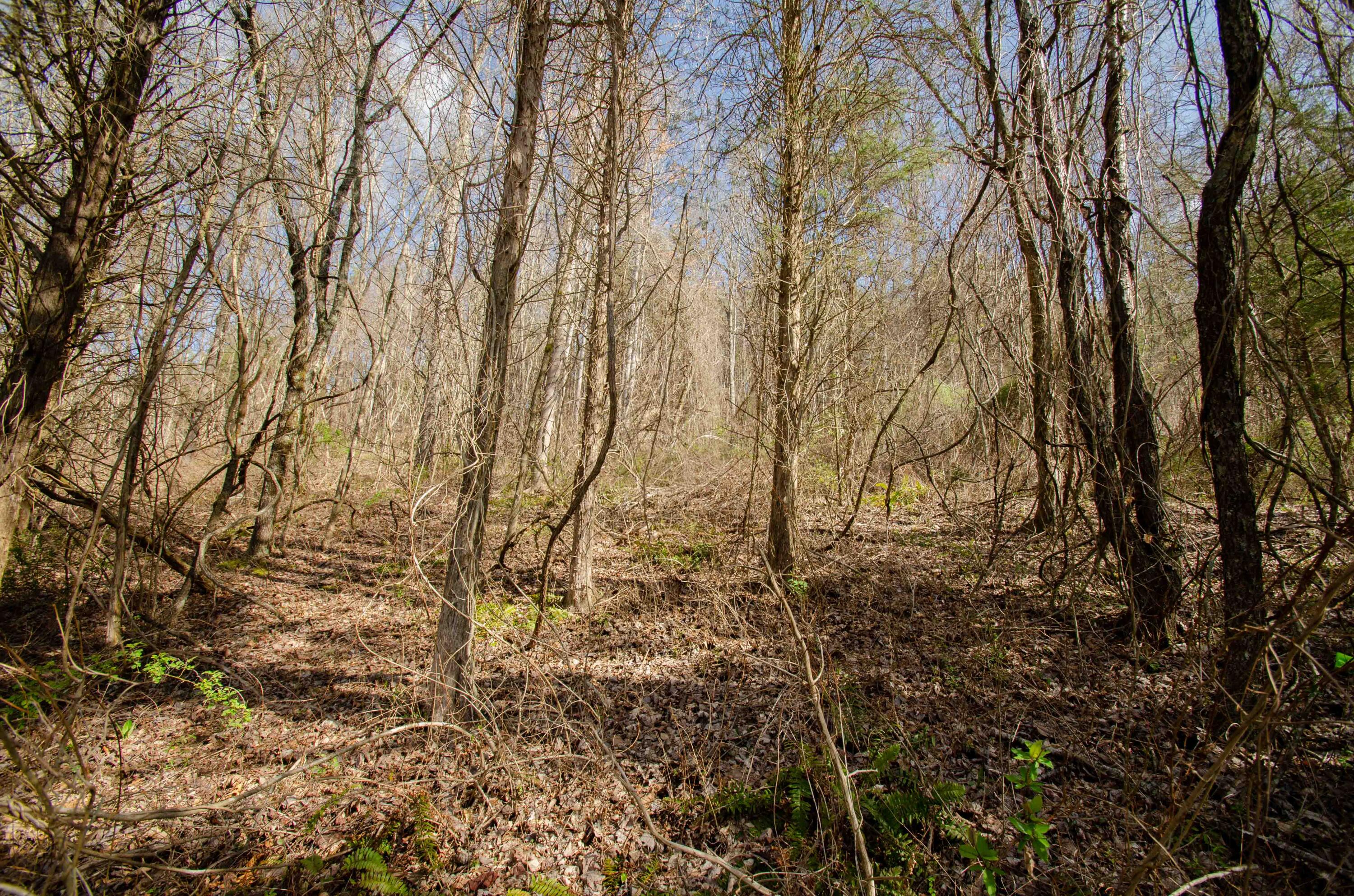 0 Double Springs Road Fall Branch, TN 37656 - Photo 18 of 38 00 Double Springs-6