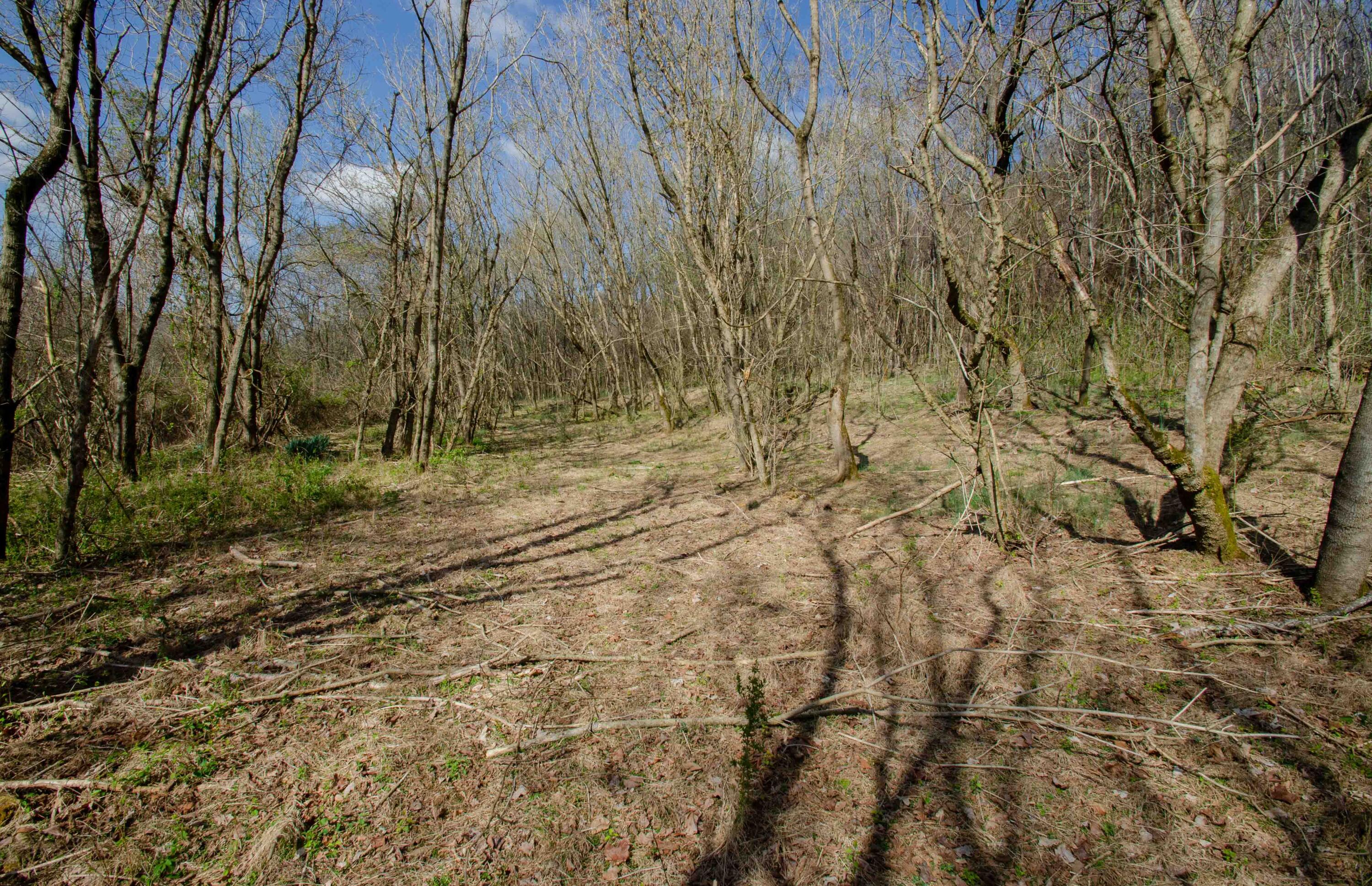 0 Double Springs Road Fall Branch, TN 37656 - Photo 33 of 38 00 Double Springs-23