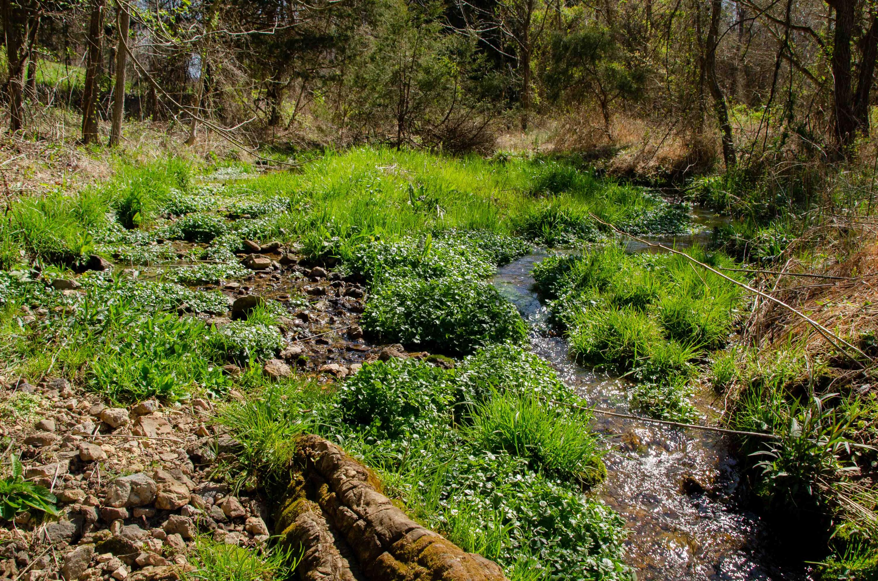0 Double Springs Road Fall Branch, TN 37656 - Photo 36 of 38 00 Double Springs-26