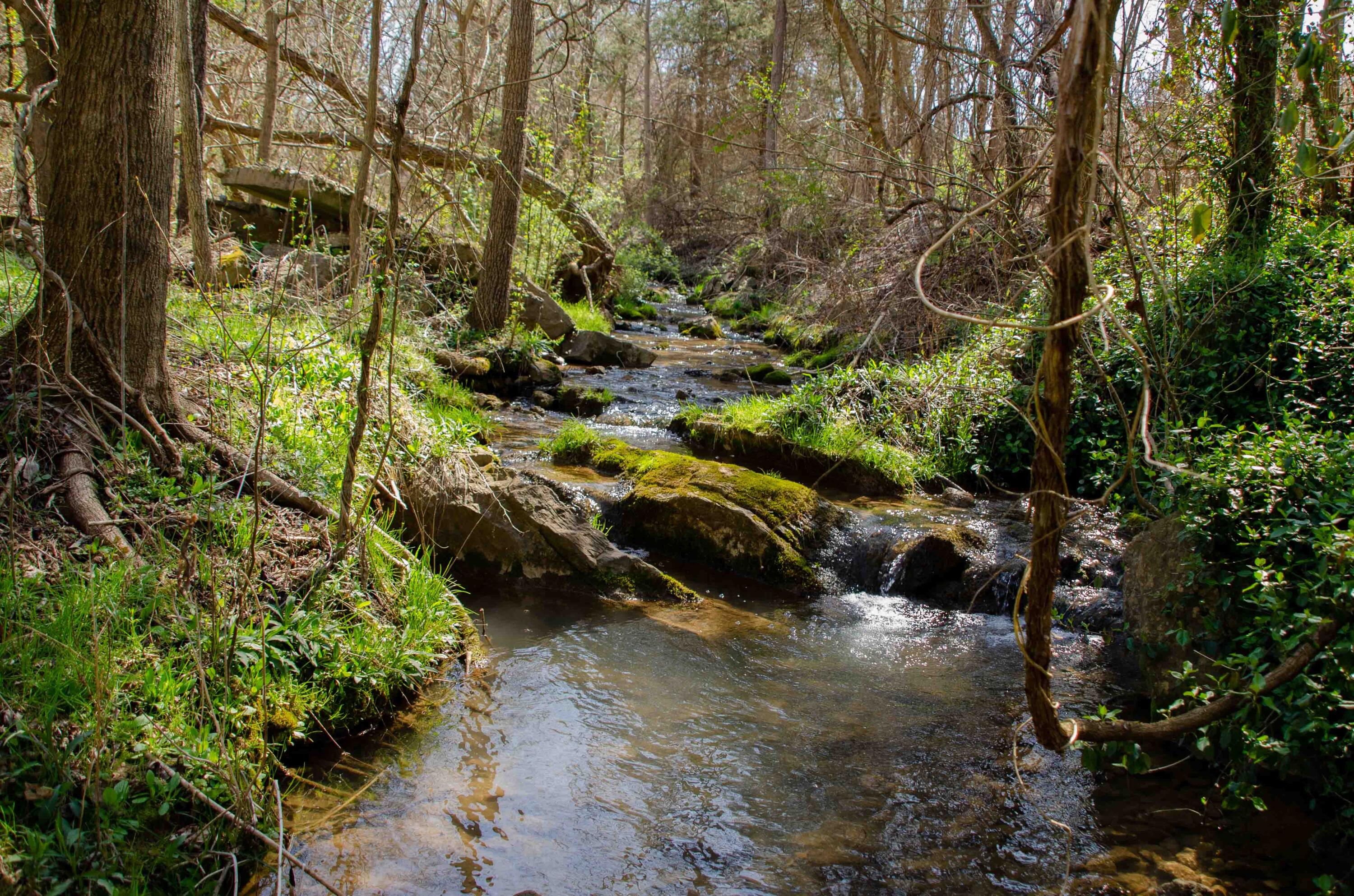 0 Double Springs Road Fall Branch, TN 37656 - Photo 37 of 38 00 Double Springs-27
