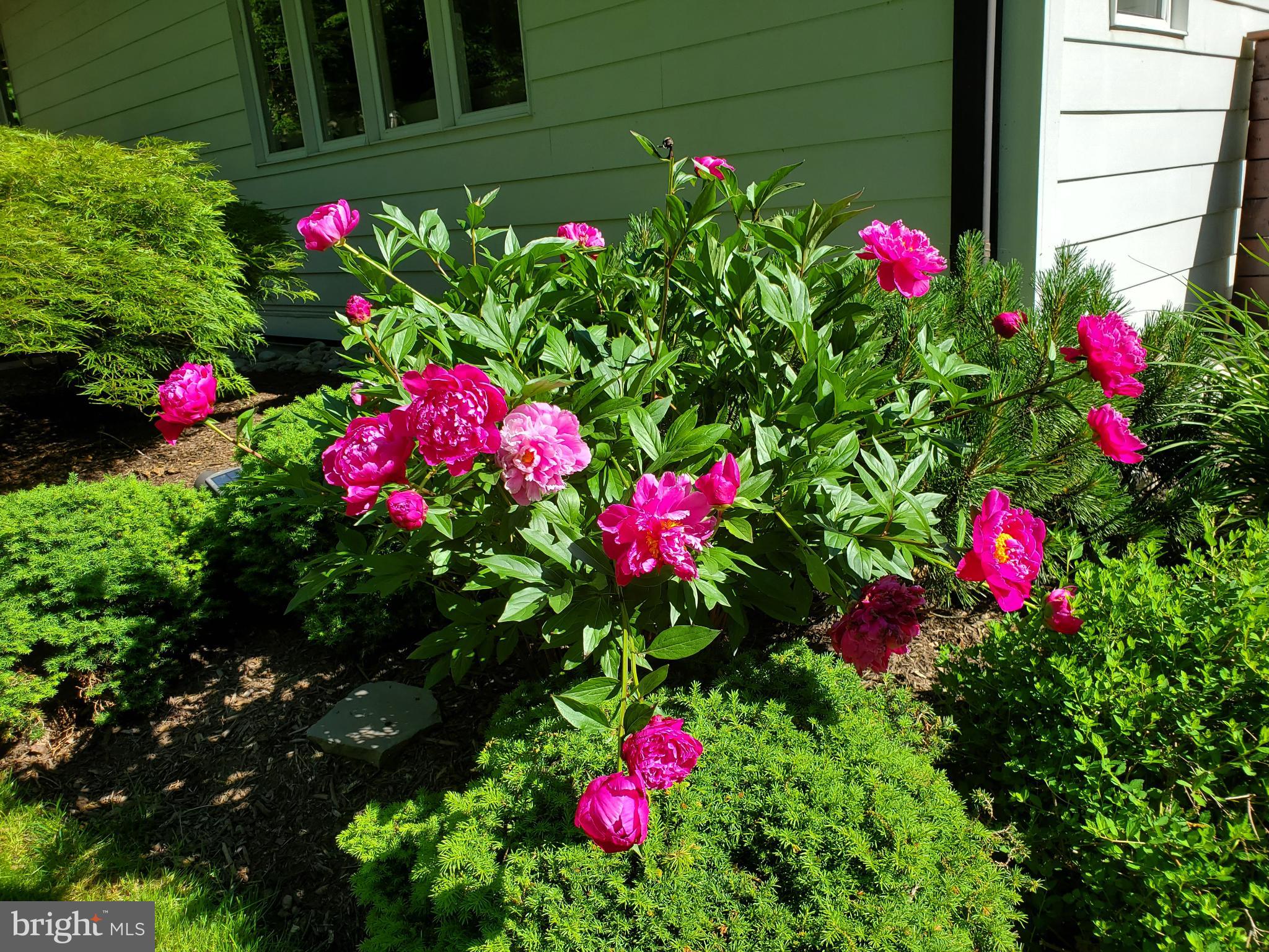 186 Lambert Drive Princeton, NJ 08540 - Photo 49 of 59 Vibrant peonies bloom in lush greenery.
