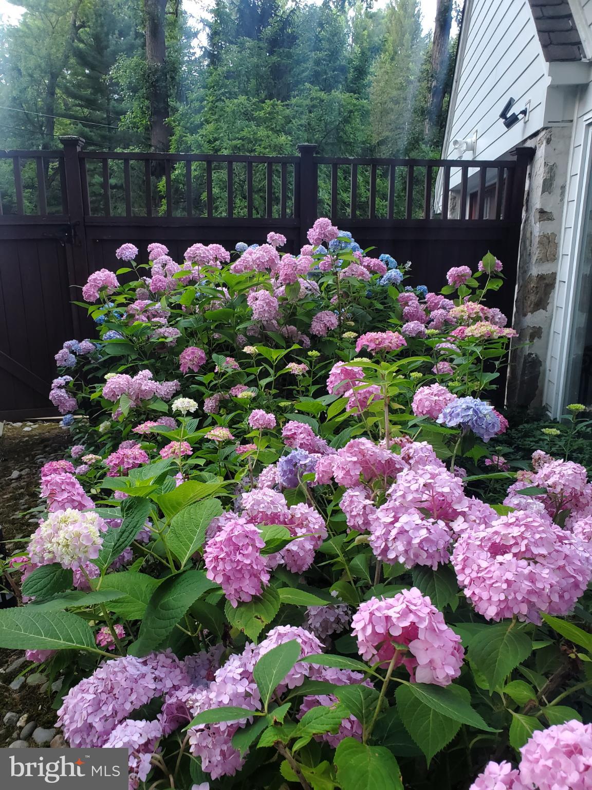 186 Lambert Drive Princeton, NJ 08540 - Photo 50 of 59 Vibrant hydrangeas bloom in serene garden.