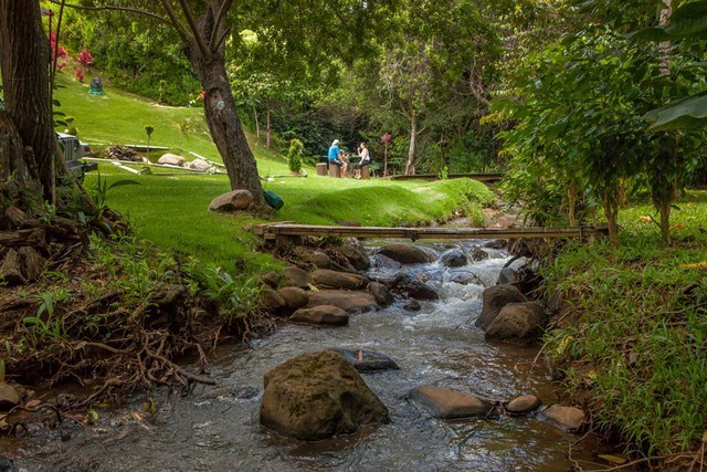 894 East Kuiaha Road Haiku, HI 96708 - Photo 11 of 11 a view of a garden with a tree