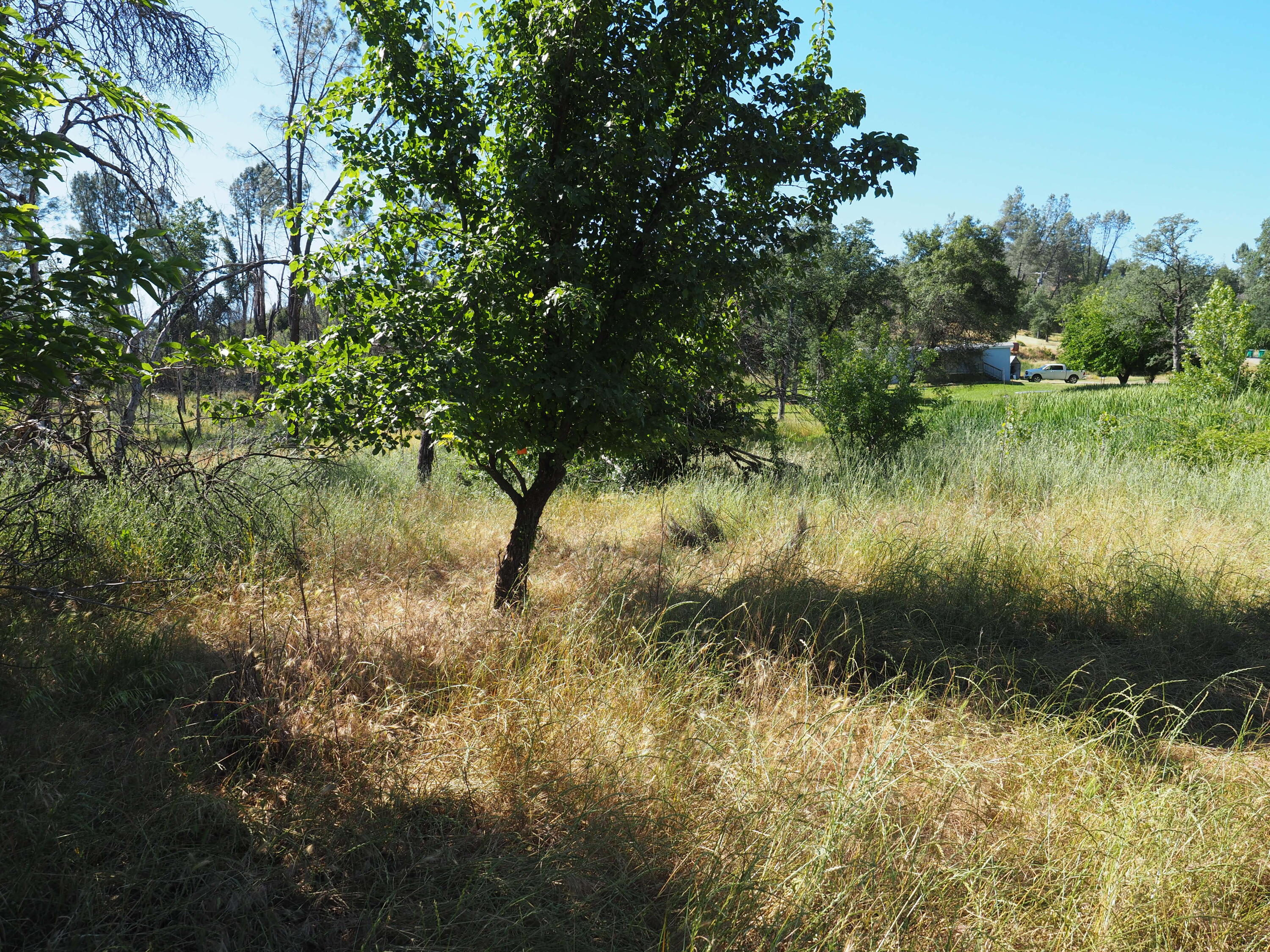 20103 Parocast Road Redding, CA 96003 - Photo 20 of 24 a view of a lake with a tree in the background