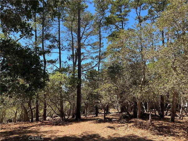 a view of a forest with trees