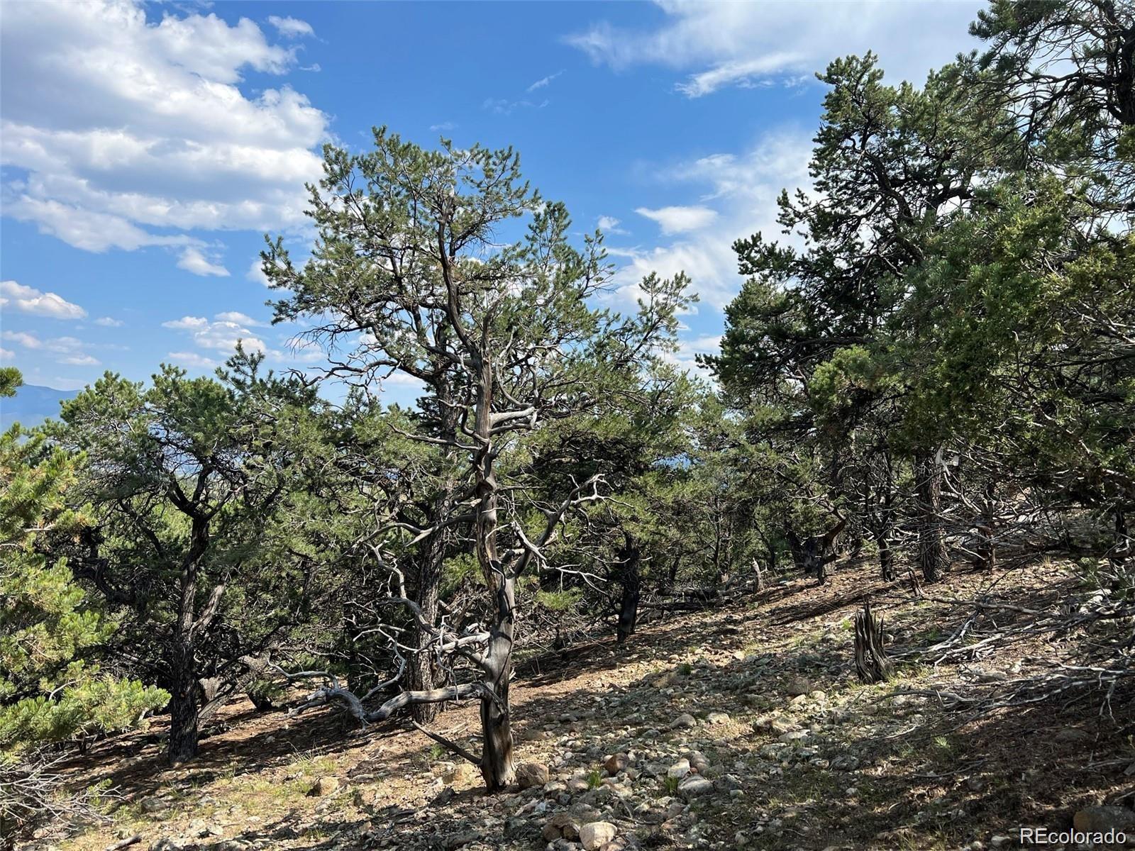 12240 Saddle Ridge Lane Salida, CO 81201 - Photo 6 of 13 a backyard of a house with lots of trees