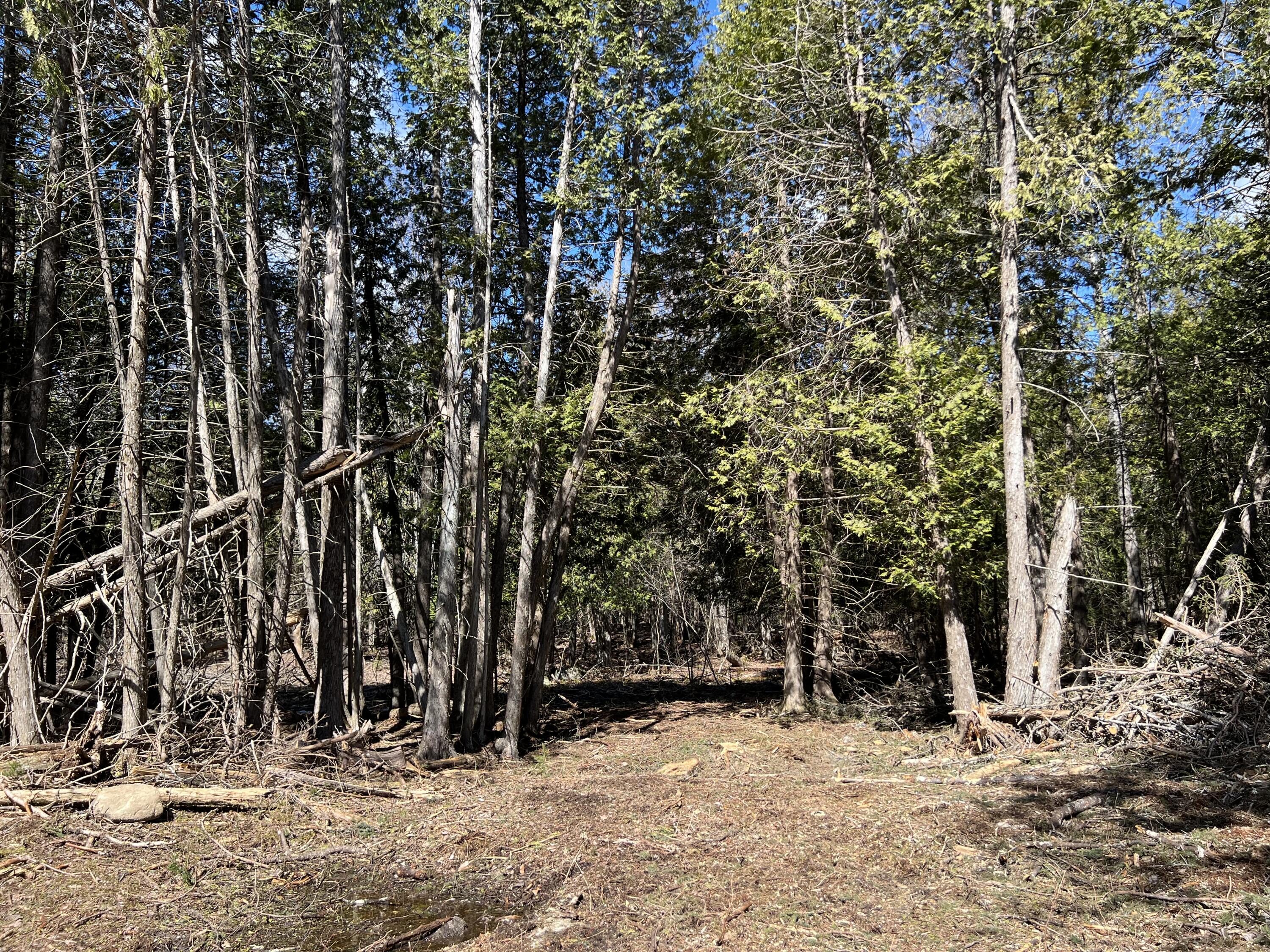 Lot 11-1 Main Road Charleston, ME 04422 - Photo 24 of 39 Tree line and trail