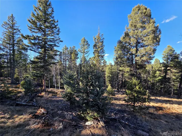 a view of a forest filled with trees