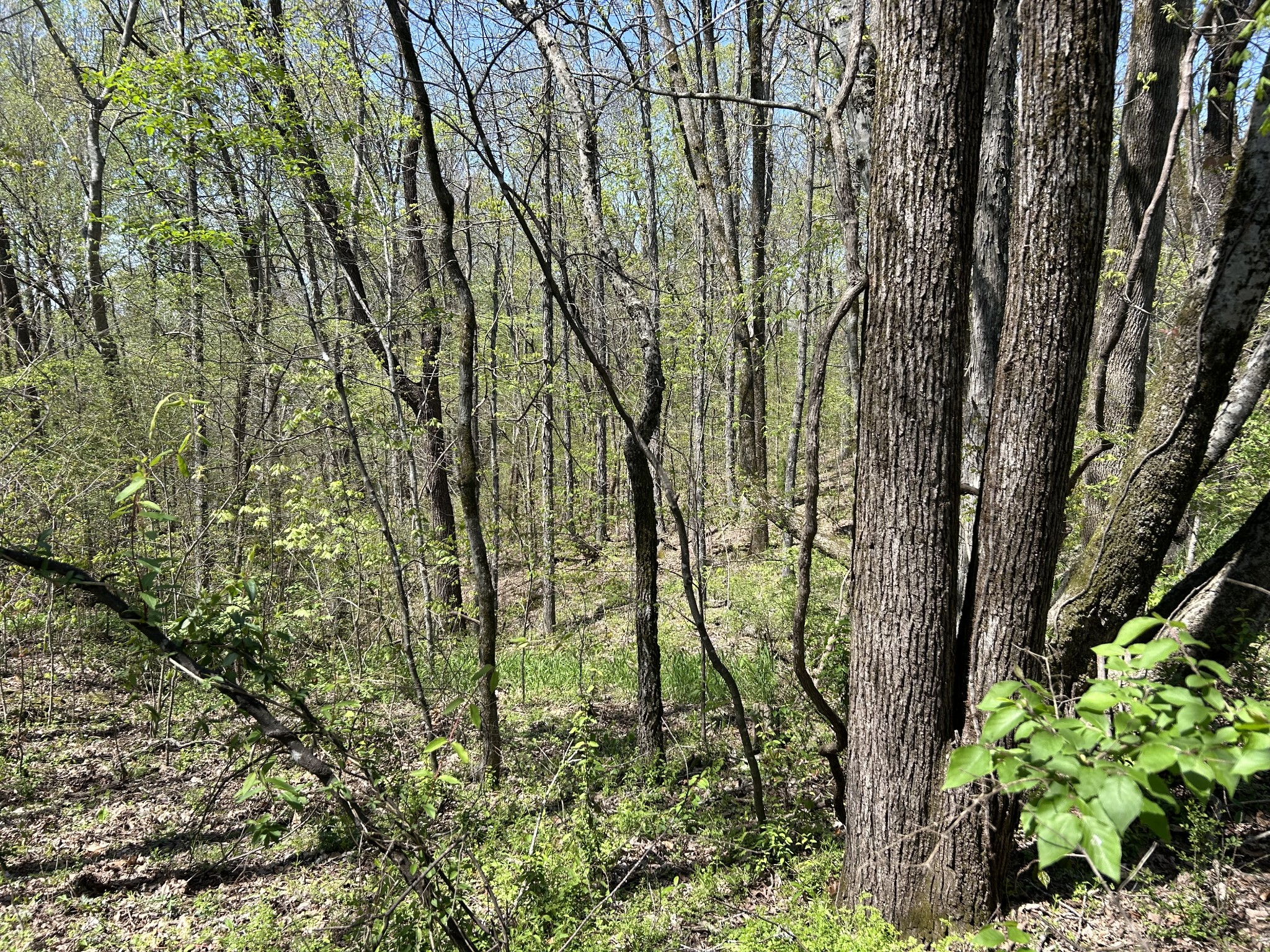 356 Munro Road Pulaski, TN 38478 - Photo 15 of 15