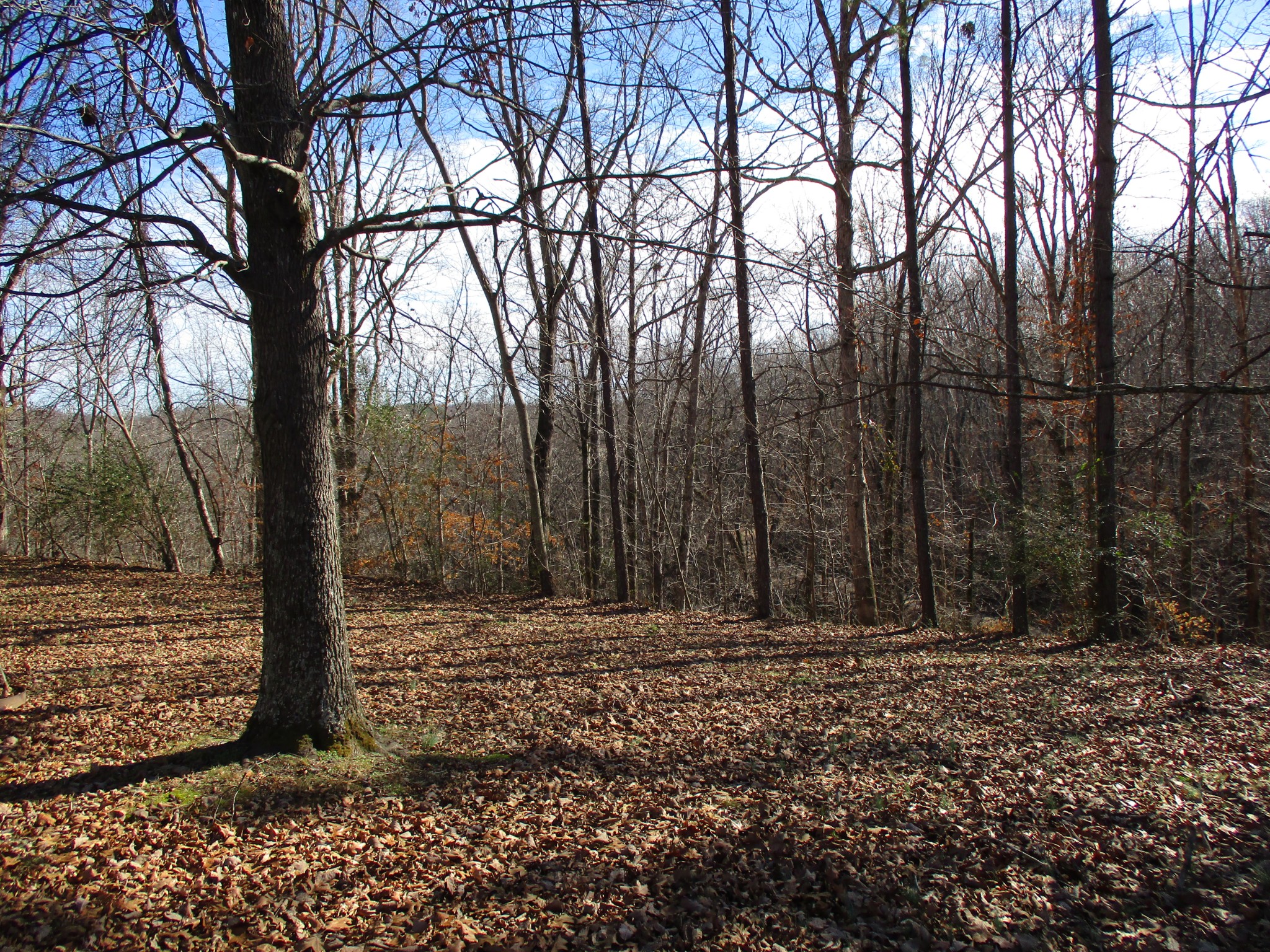 908 Bear Cub Run Centerville, TN 37033 - Photo 15 of 17 a view of outdoor space with trees