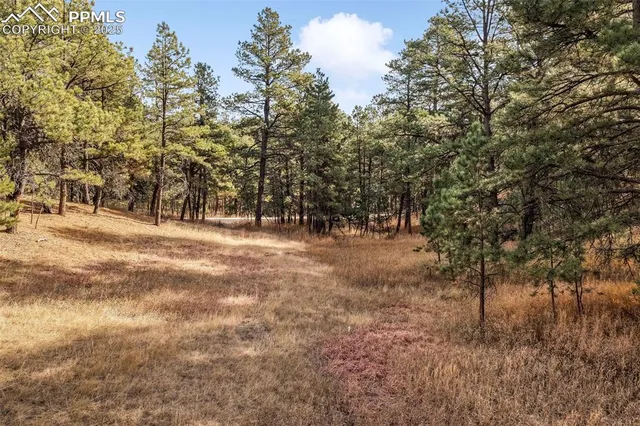 a view of a yard with trees