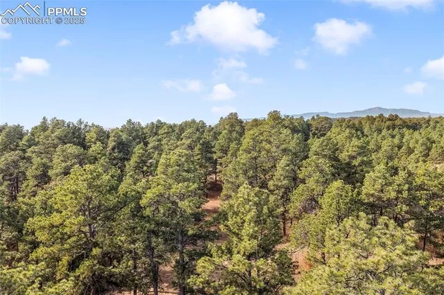 a view of a forest with a street