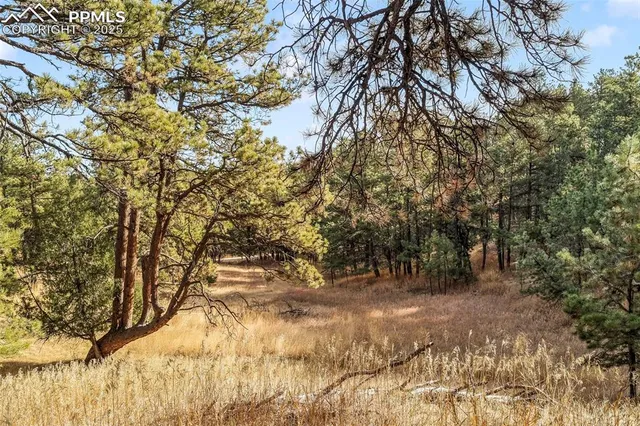 a view of a yard with a tree