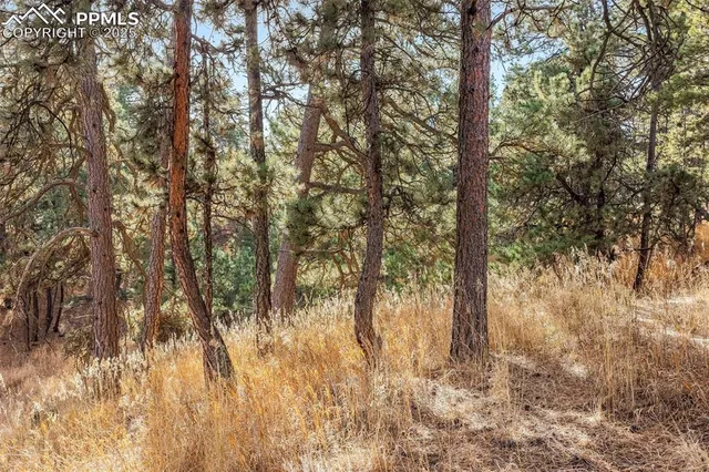 a view of yard with trees