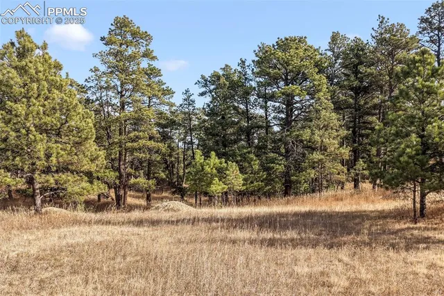 a view of a yard with a tree