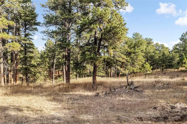 a view of yard with trees