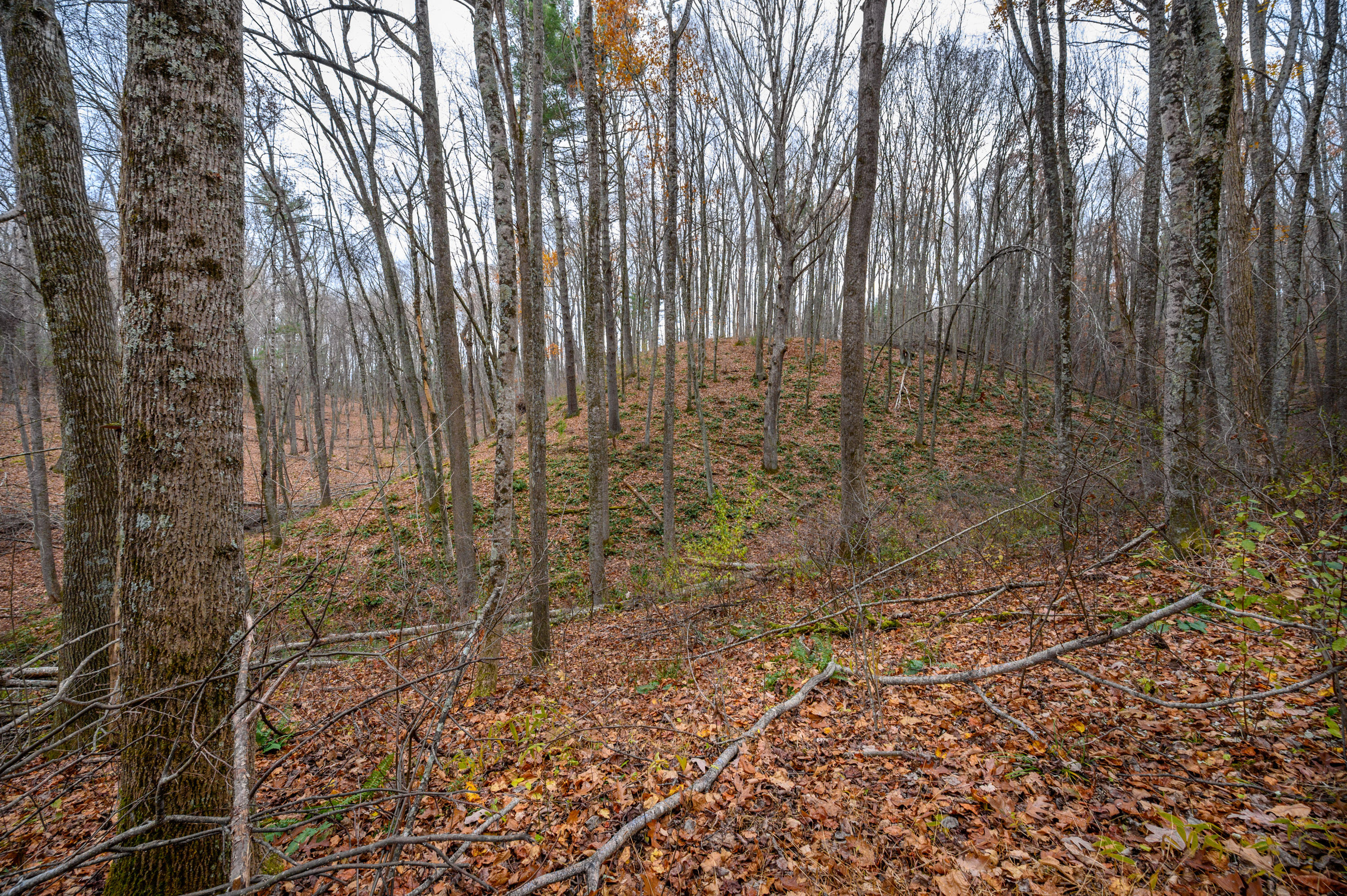 621 Wild Cherry Road Northeast Pilot, VA 24138 - Photo 4 of 21 a view of a yard with trees