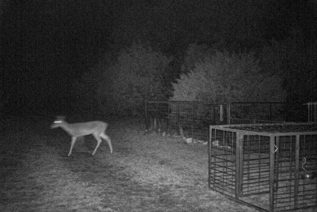 2998 Straws Mill Road Gatesville, TX 76528 - Photo 77 of 77 Wildlife