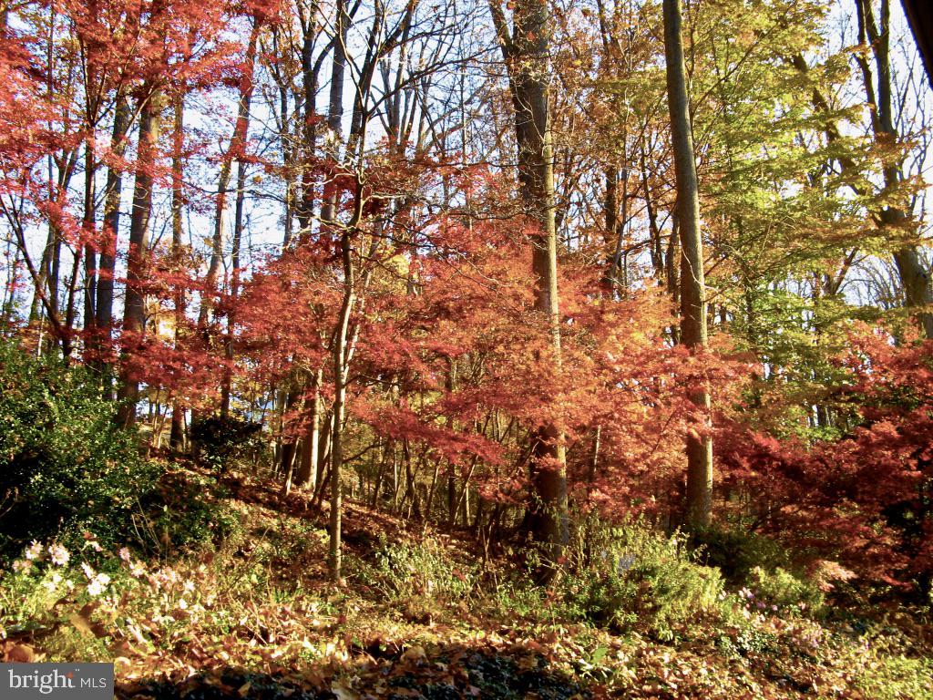 338 Greene Road Berwyn, PA 19312 - Photo 44 of 45 Fall colors