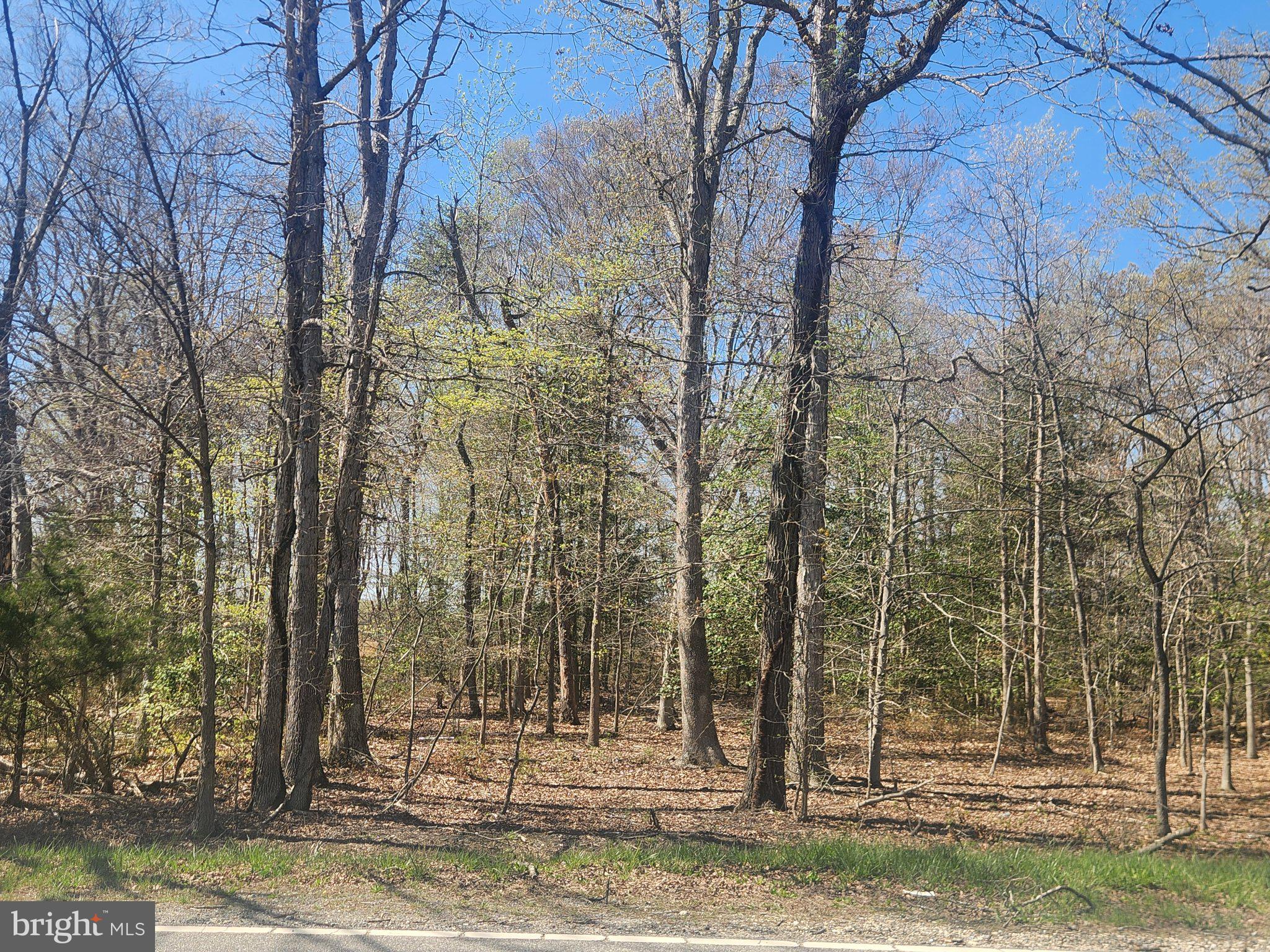 Tower Road Brandywine, MD 20613 - Photo 5 of 5 a view of a garden with large trees