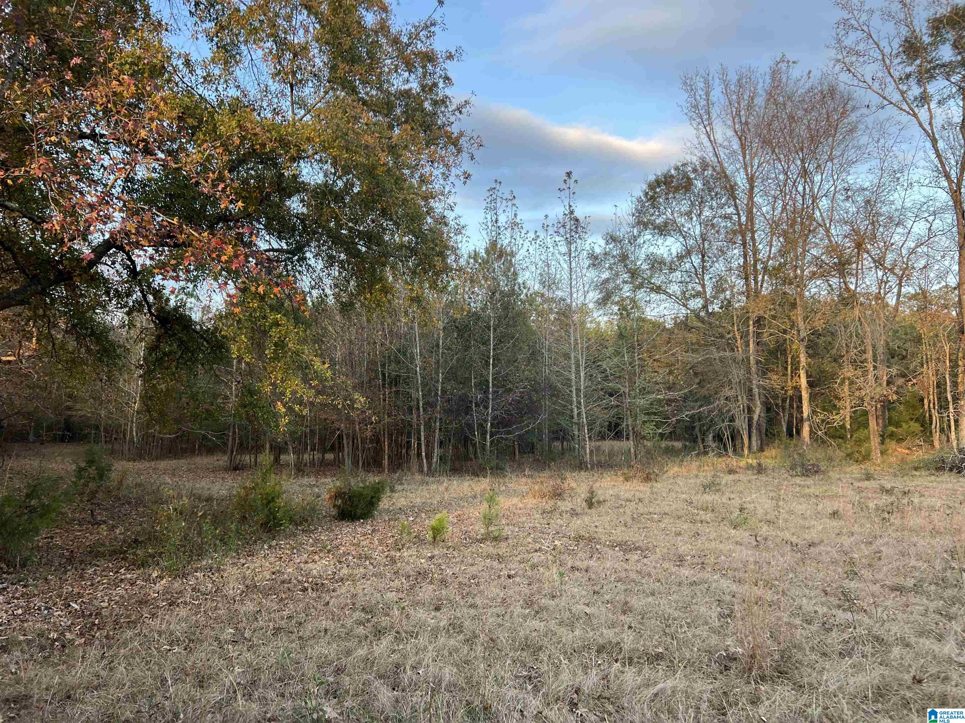 11-acres Risers Mill Road, Unit 11 ACRES Alpine, AL 35014 - Photo 17 of 23