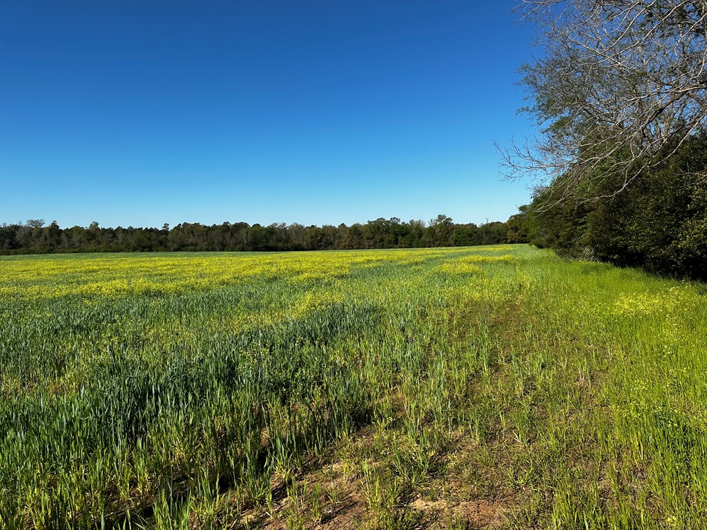 31.5-acres Ramer Loop Cottonwood, AL 36320 - Photo 5 of 13