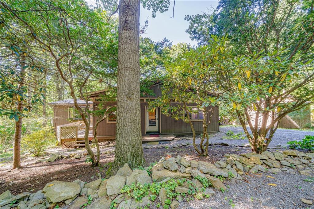 a trees in the middle of a yard