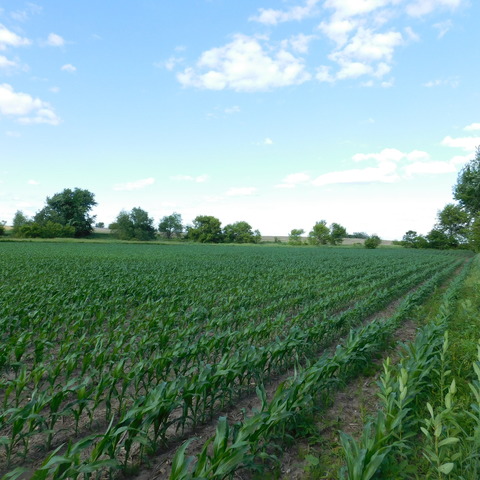 0 University Road Shabbona, IL 60556 - Photo 1 of 12 a view of a big yard with a large tree