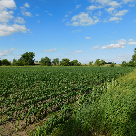 0 University Road Shabbona, IL 60556 - Photo 2 of 12 a view of a green field with lots of bushes