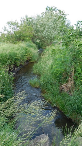 0 University Road Shabbona, IL 60556 - Photo 11 of 12 a view of a lush green forest with lots of trees