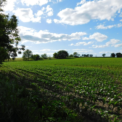 0 University Road Shabbona, IL 60556 - Photo 3 of 12 a view of a big yard with plants and a large tree