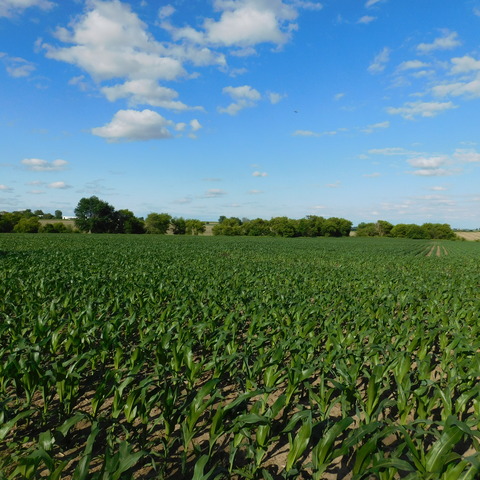 0 University Road Shabbona, IL 60556 - Photo 4 of 12 a view of a green field with lots of bushes