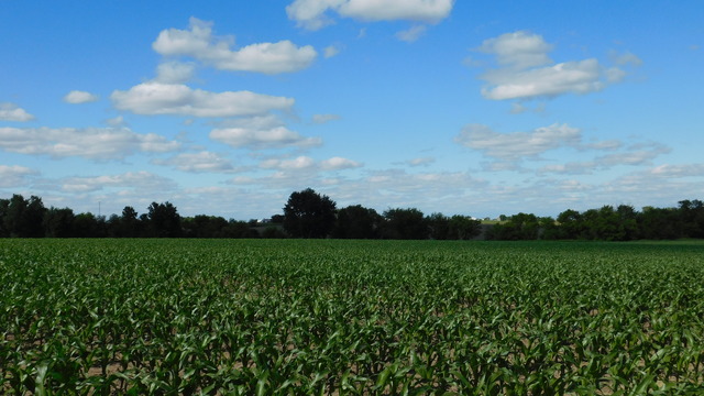 0 University Road Shabbona, IL 60556 - Photo 5 of 12 a view of a big yard with a garden