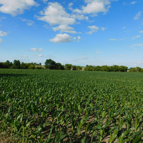 0 University Road Shabbona, IL 60556 - Photo 8 of 12 a view of a field with a tree in the background