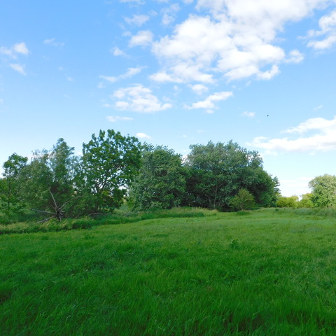 0 University Road Shabbona, IL 60556 - Photo 10 of 12 a view of a big yard with plants and large trees