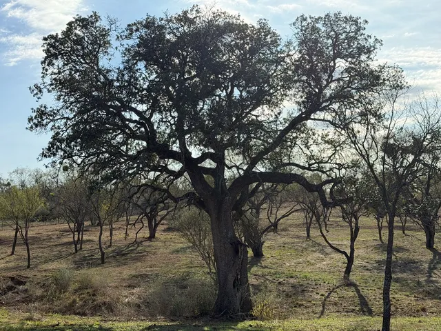 a view of a yard with large tree