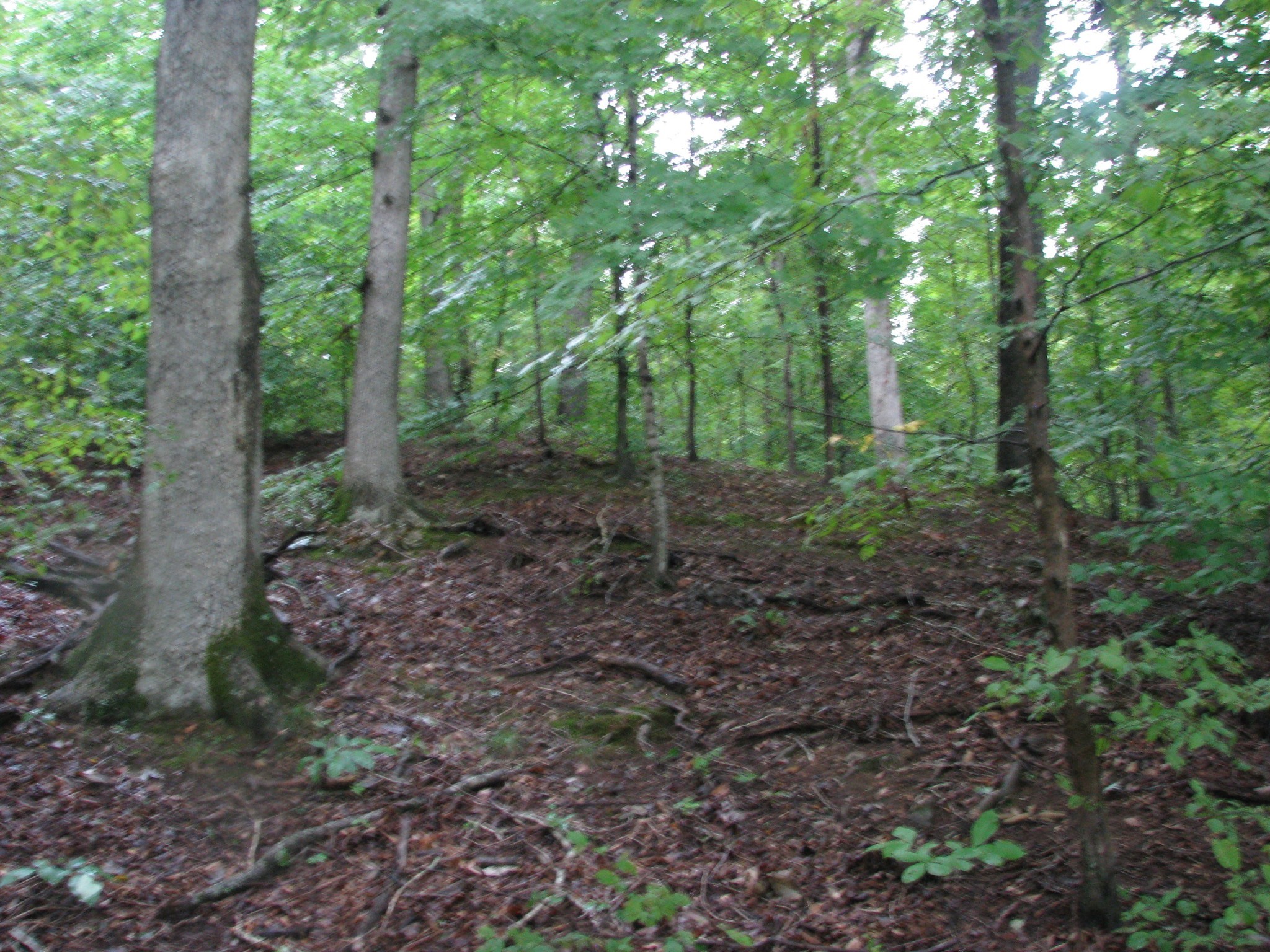 a view of a forest that has large trees